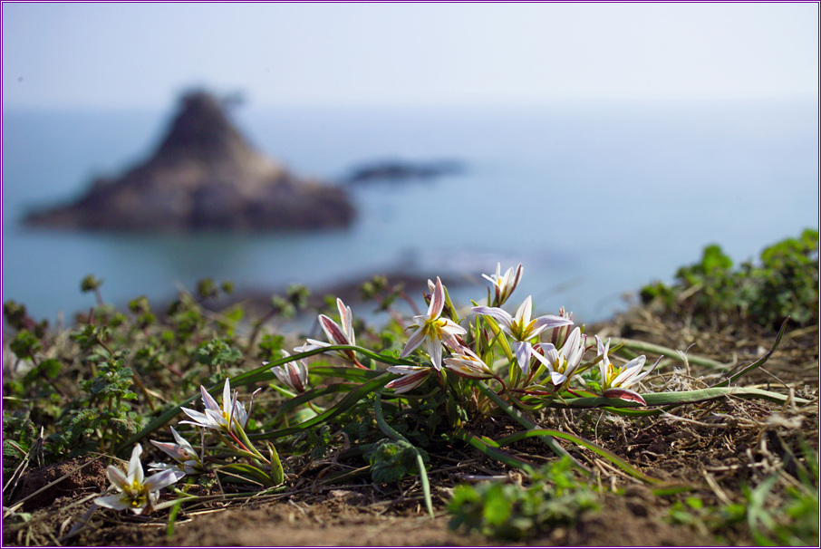 산자고1.jpg