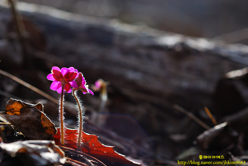 DSC_4704.jpg