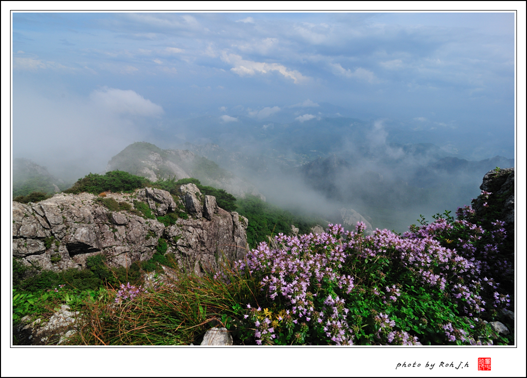 백리향_0588.jpg