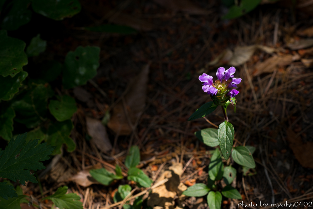 L1003443.jpg