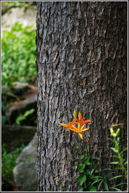 C_4-하늘말나리0907.jpg