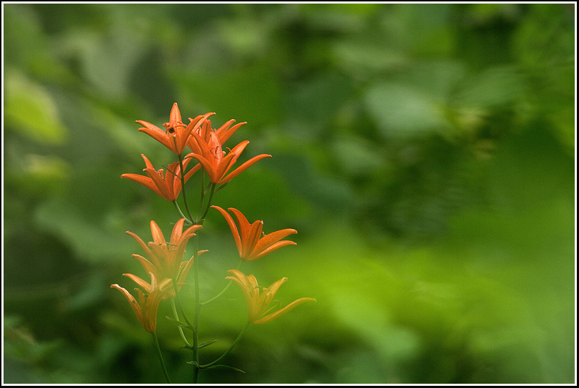 C_4-하늘말나리0918.jpg