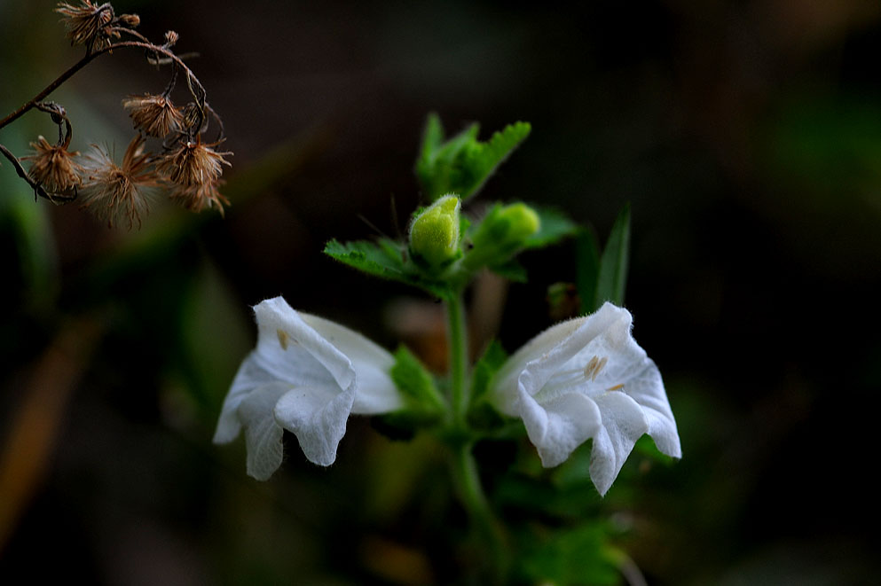 DSC_9803.jpg