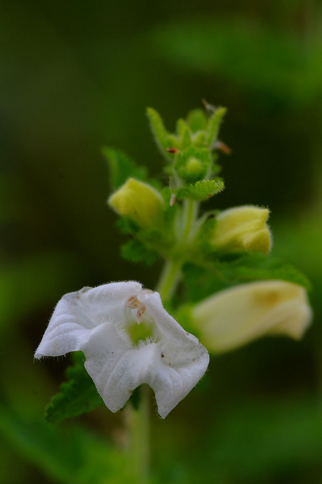DSC_9815.jpg