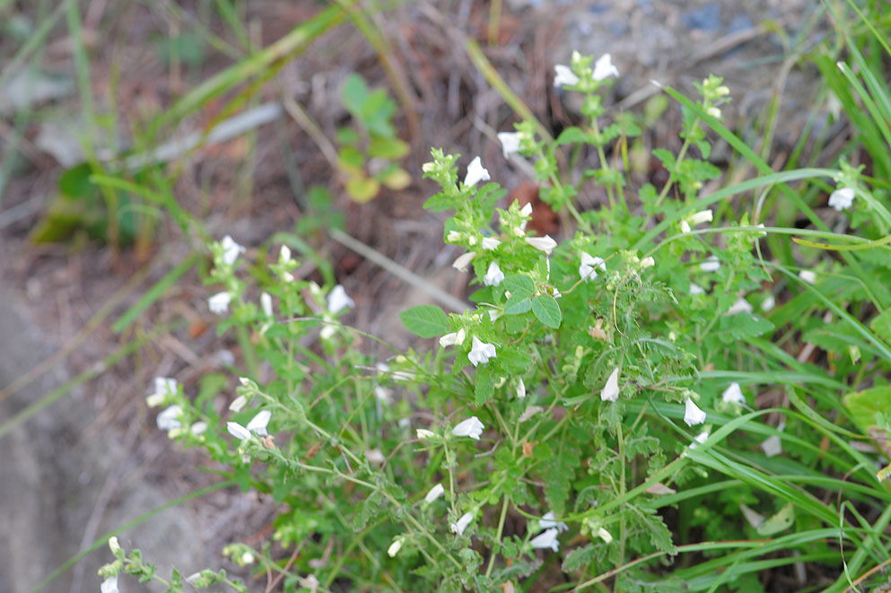 DSC_9843.jpg