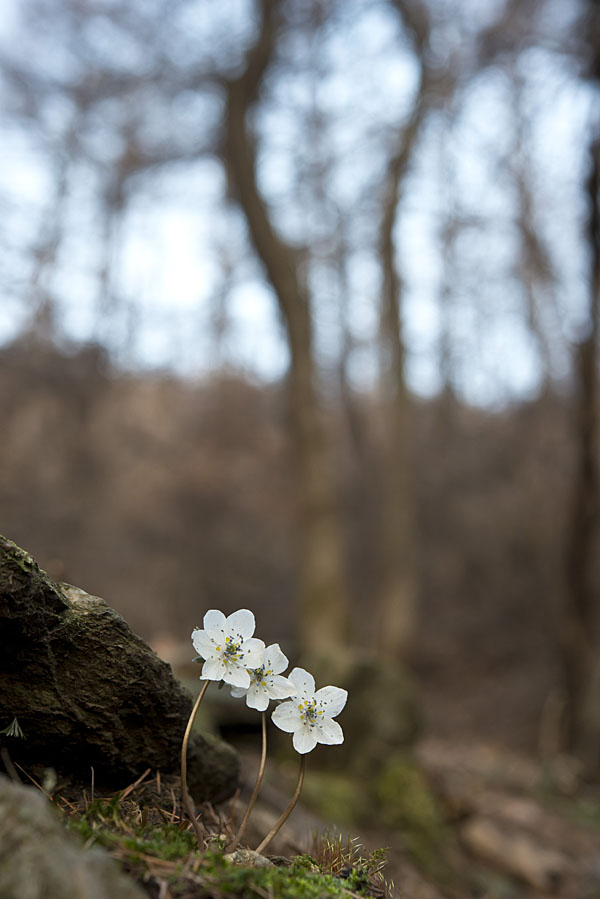 20130315_0002a-1.jpg