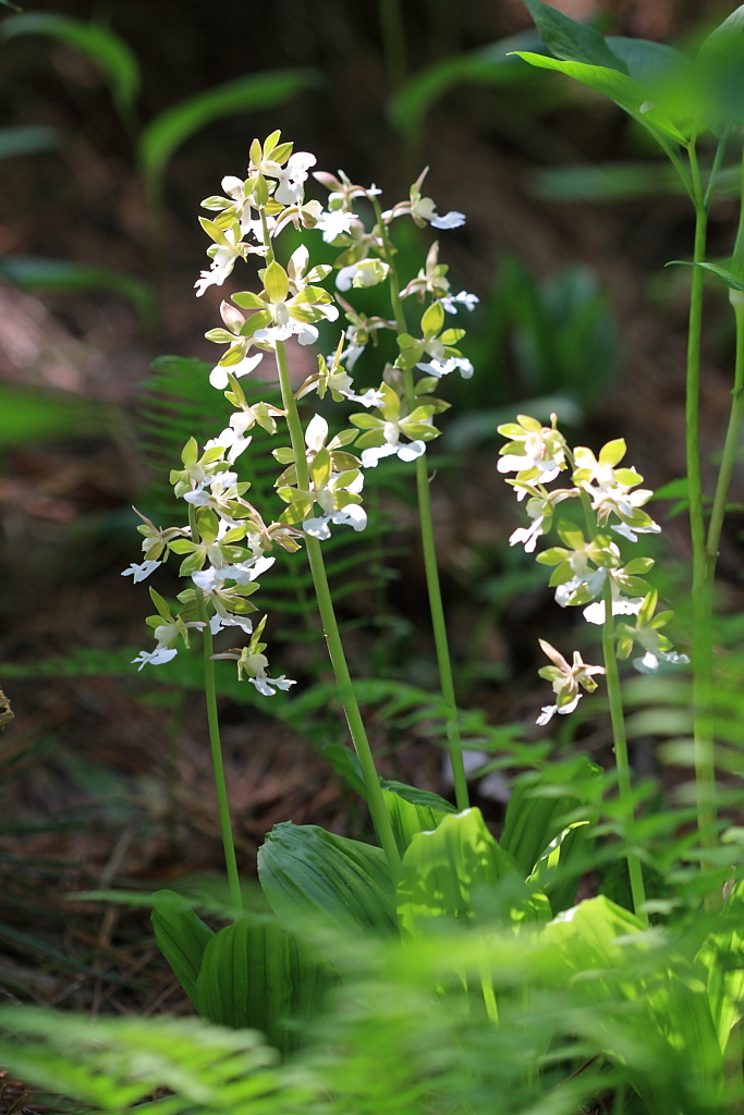 20100511_025.JPG