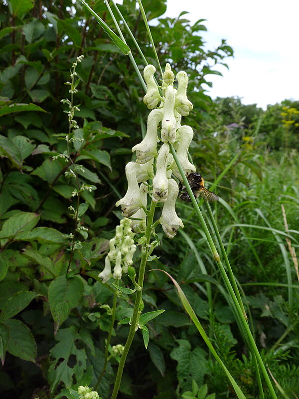 20120818-L1010932.jpg