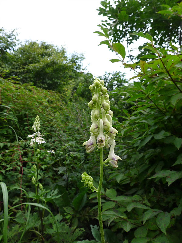 20120818-L1010925.jpg