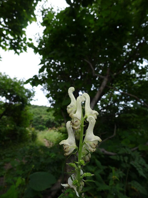 20120818-L1010929.jpg