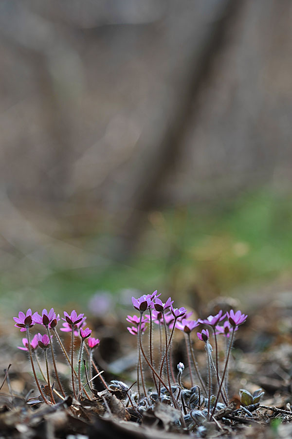 20110403_0097-1.jpg