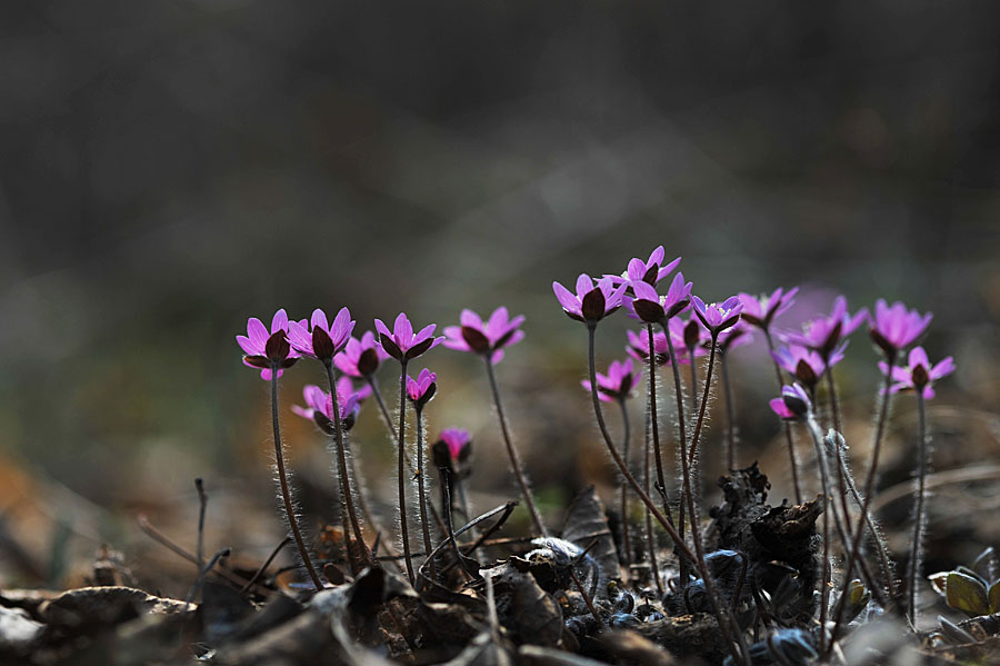 20110403_0050-1.jpg