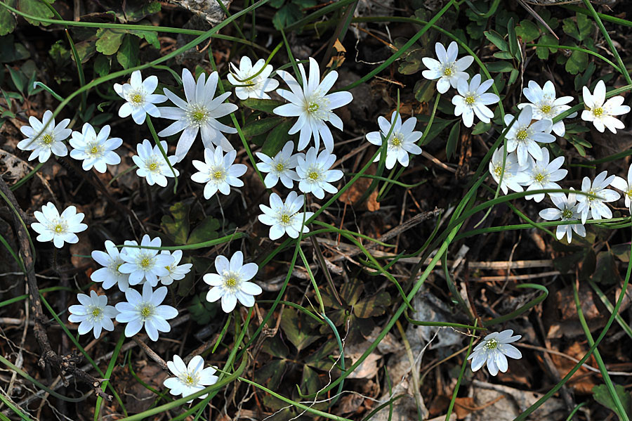 20110403_0059-1.jpg