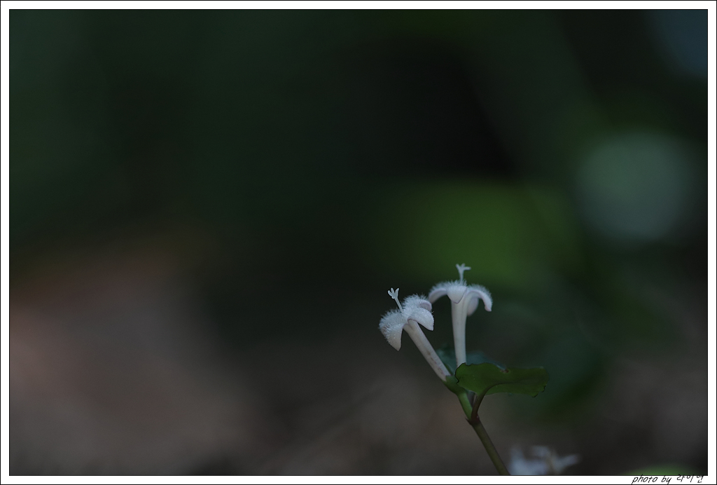 IMG_3325.jpg