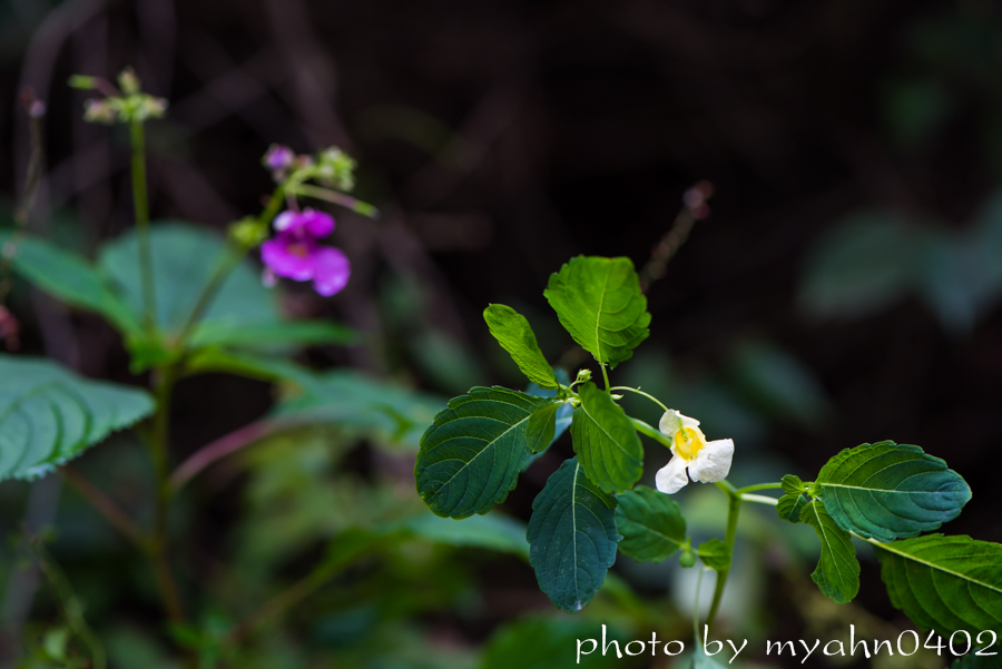 DSC_1325.jpg