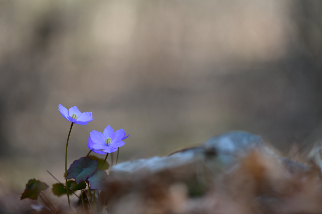 DSC_2671.JPG
