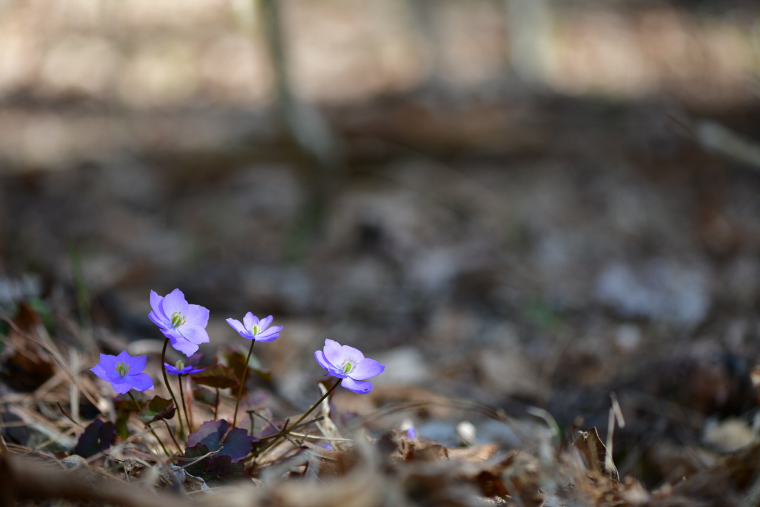 DSC_2591.JPG