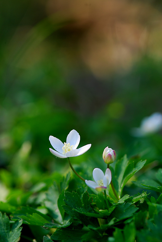 DSC_0789-1.jpg