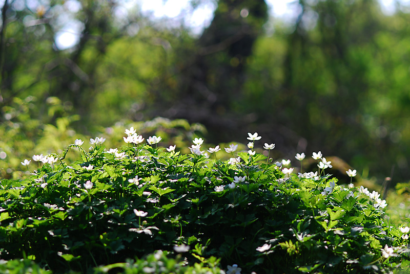 DSC_0747-1.jpg