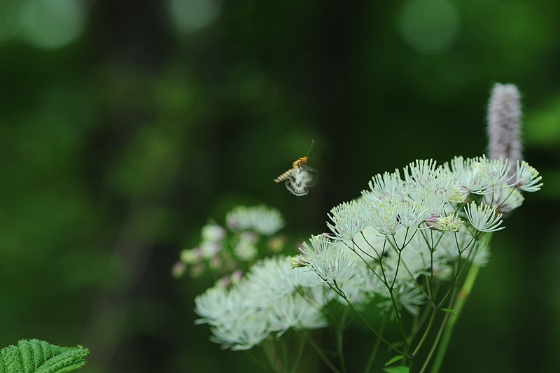 DSC_8674.JPG
