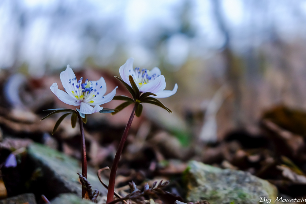 DSCF0617.jpg