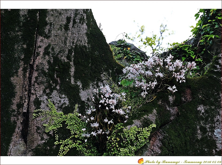 석곡성읍리_8017.jpg