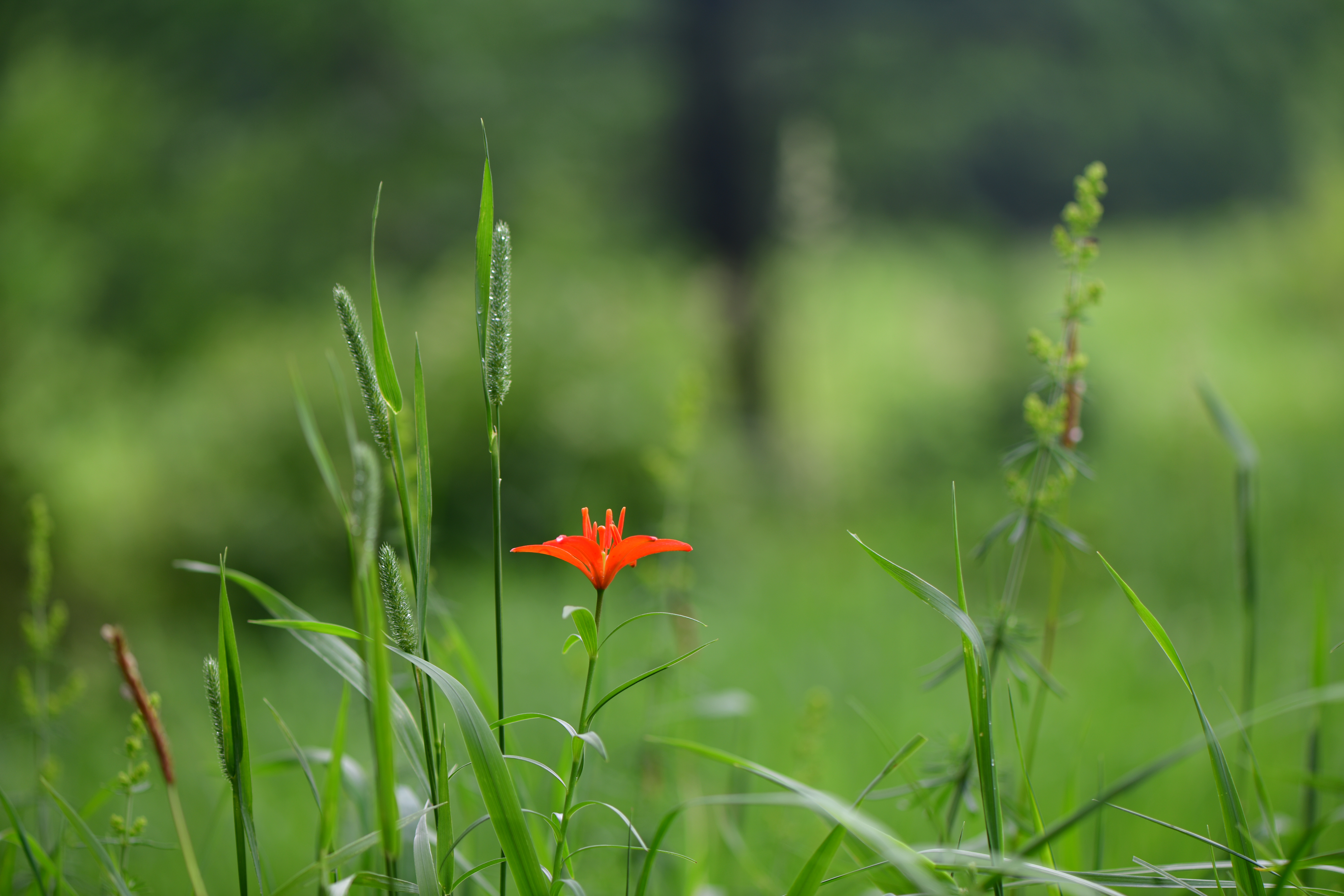 DSC_2226.JPG