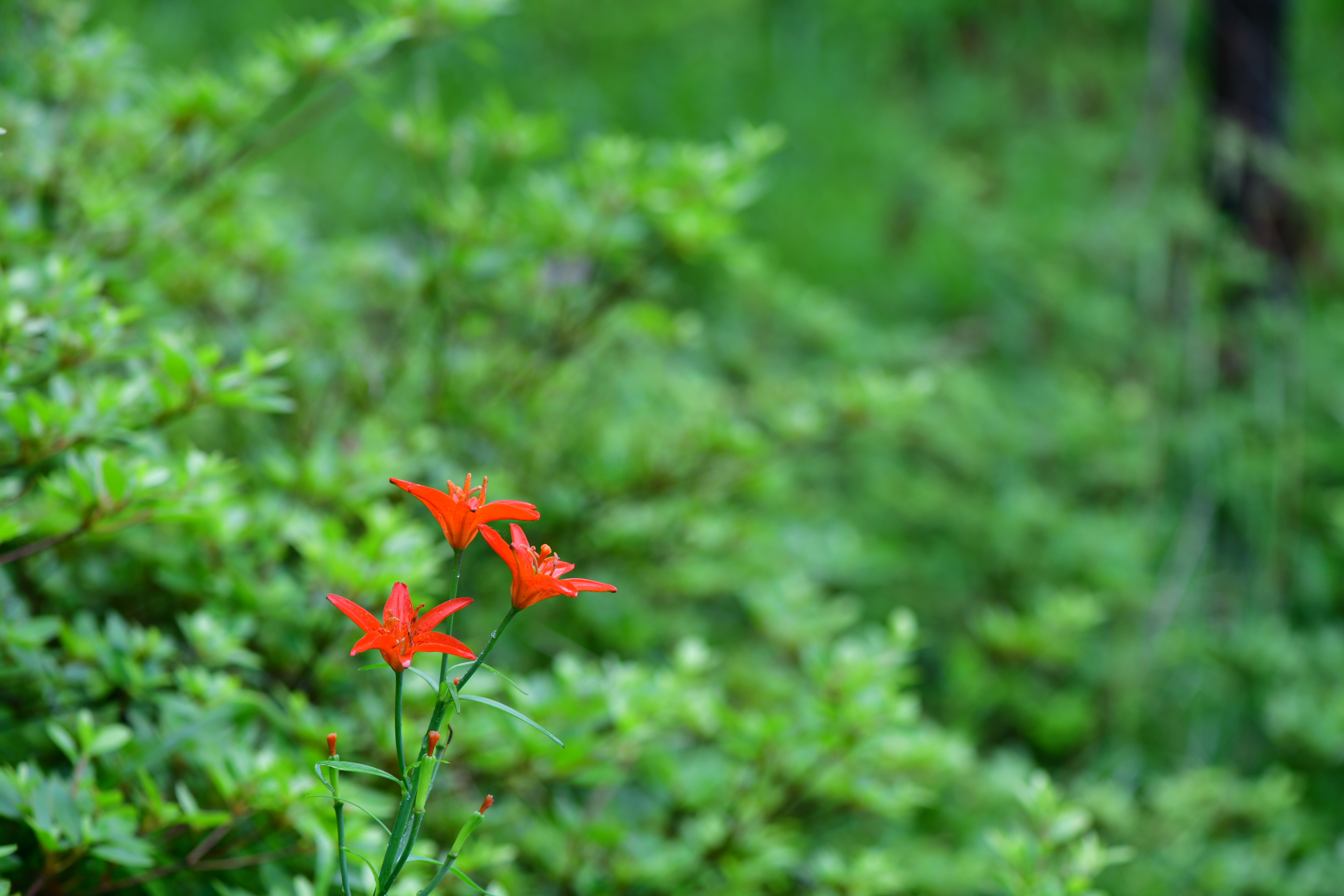 DSC_2077.JPG