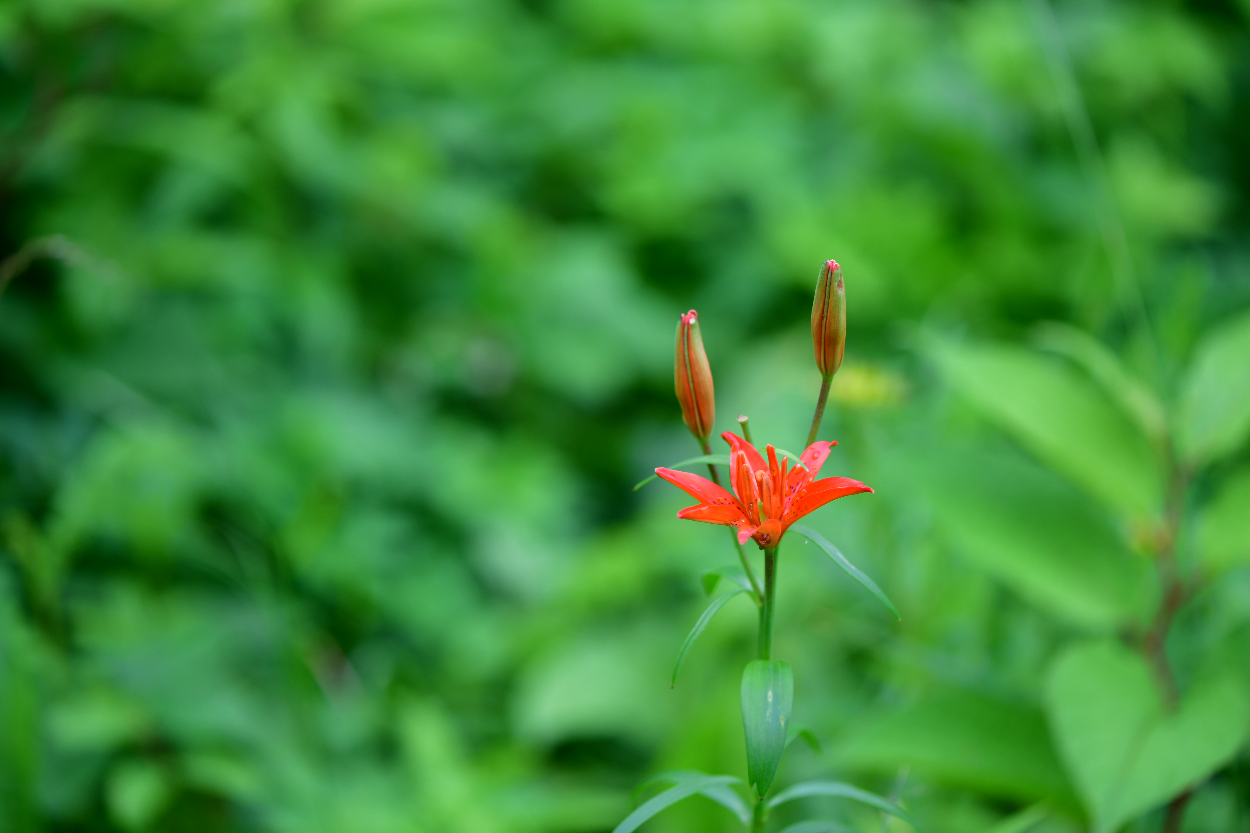 DSC_2184.JPG