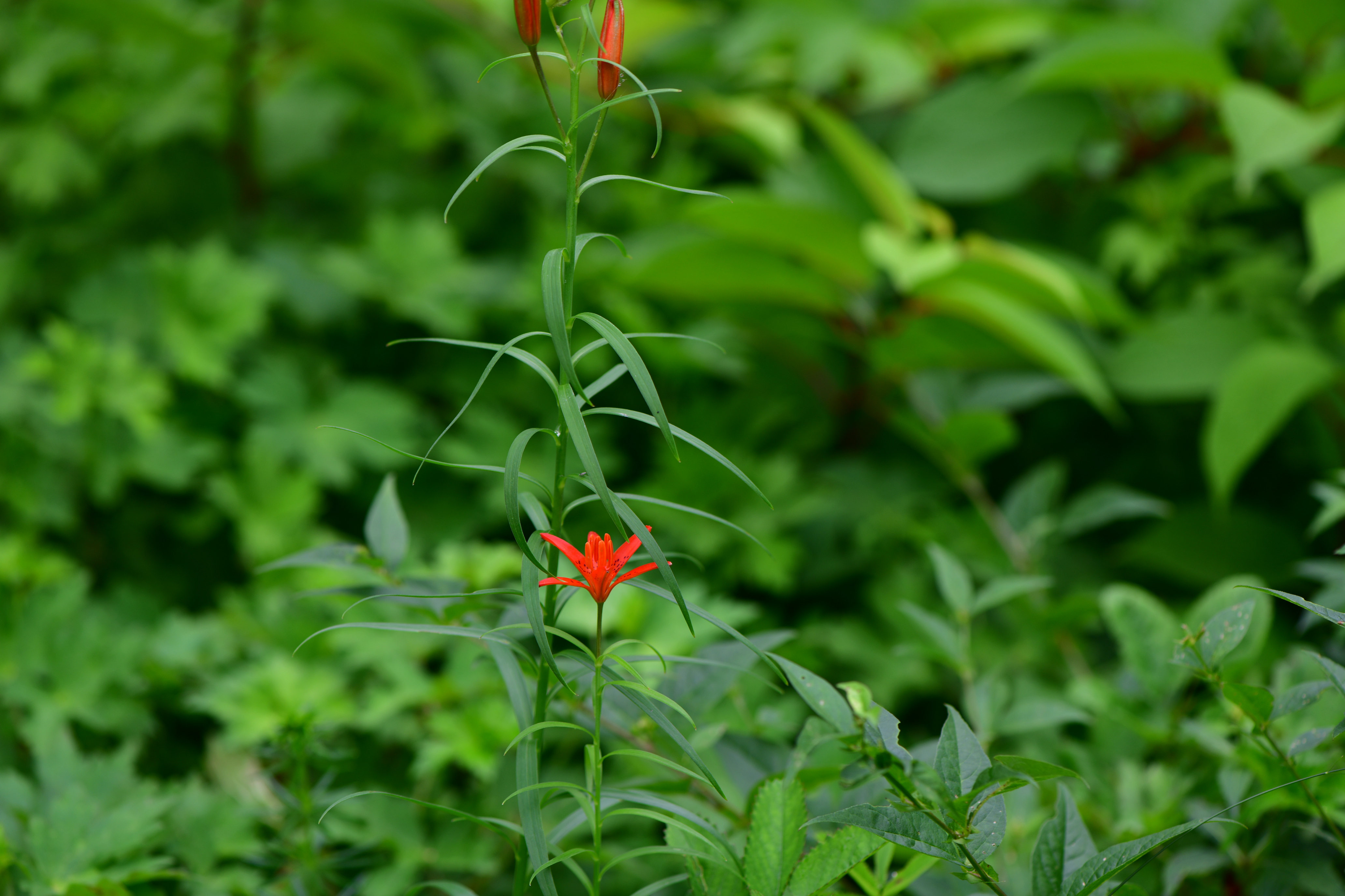 DSC_2177.JPG