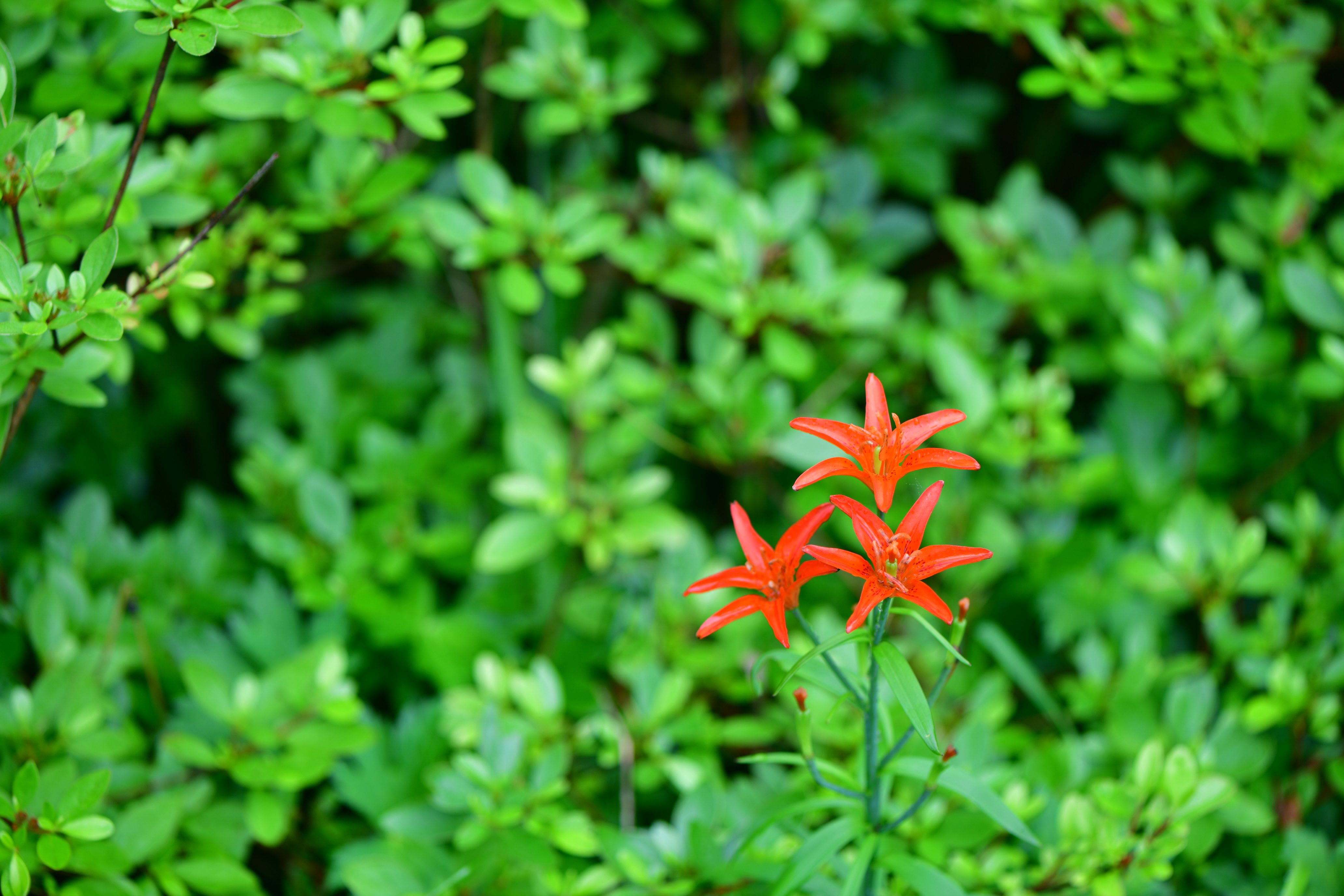 DSC_2081.JPG