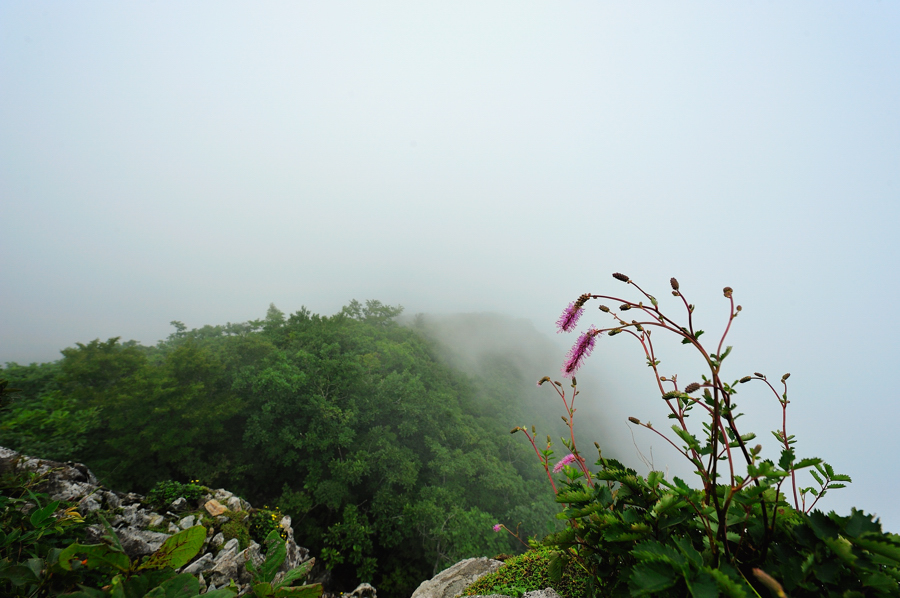 산오이풀355f.jpg