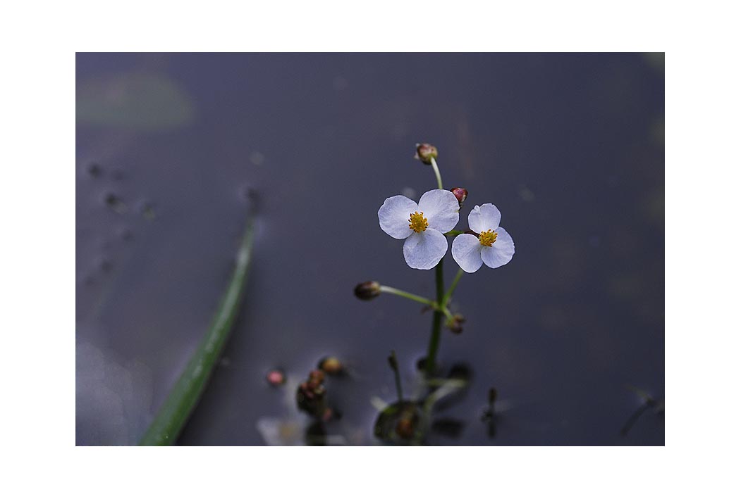 보풀가로s_DSC5743.jpg