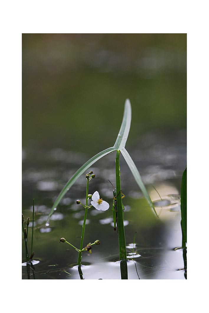 보풀s_DSC5776.jpg
