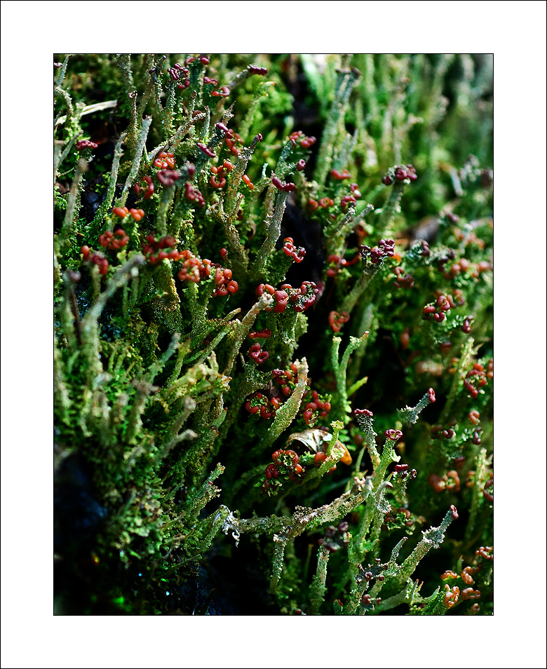 DSC_0033 2 copy.jpg