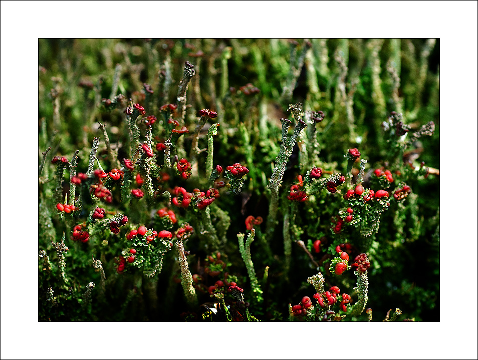 DSC_0028 2 copy.jpg