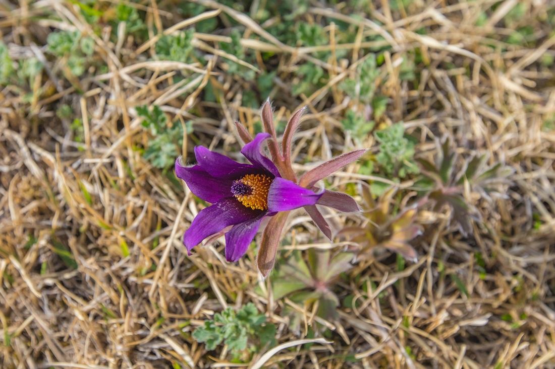 중국할미꽃_C3A7075.jpg