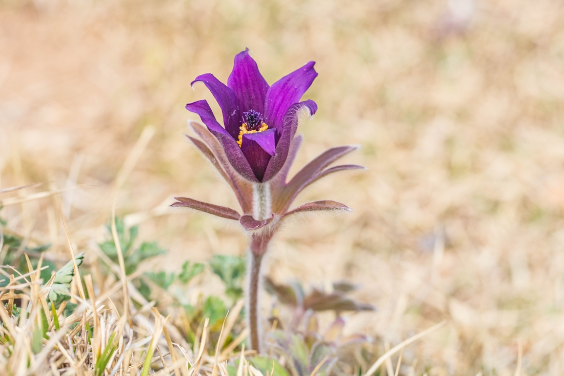 중국할미꽃_C3A7107.jpg