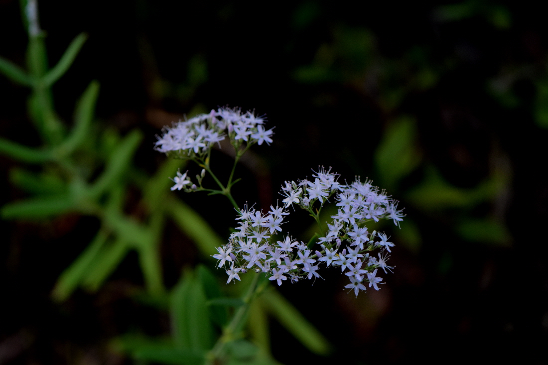 DSC_7897.JPG
