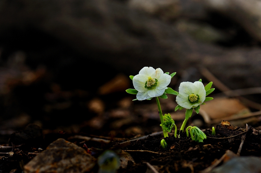 변산바람꽃304f.jpg