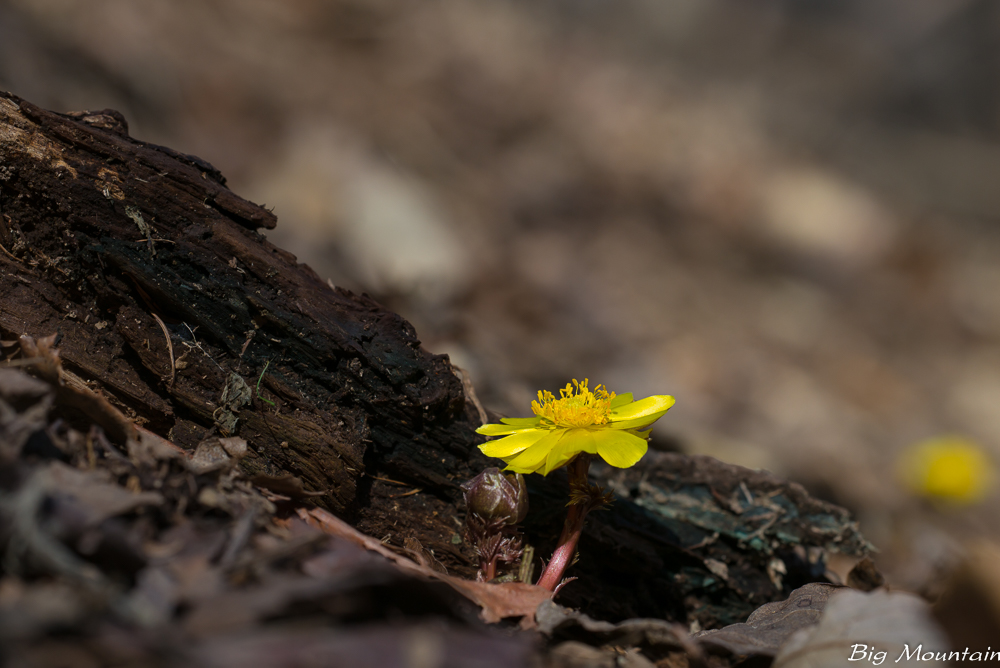 L1004903.jpg
