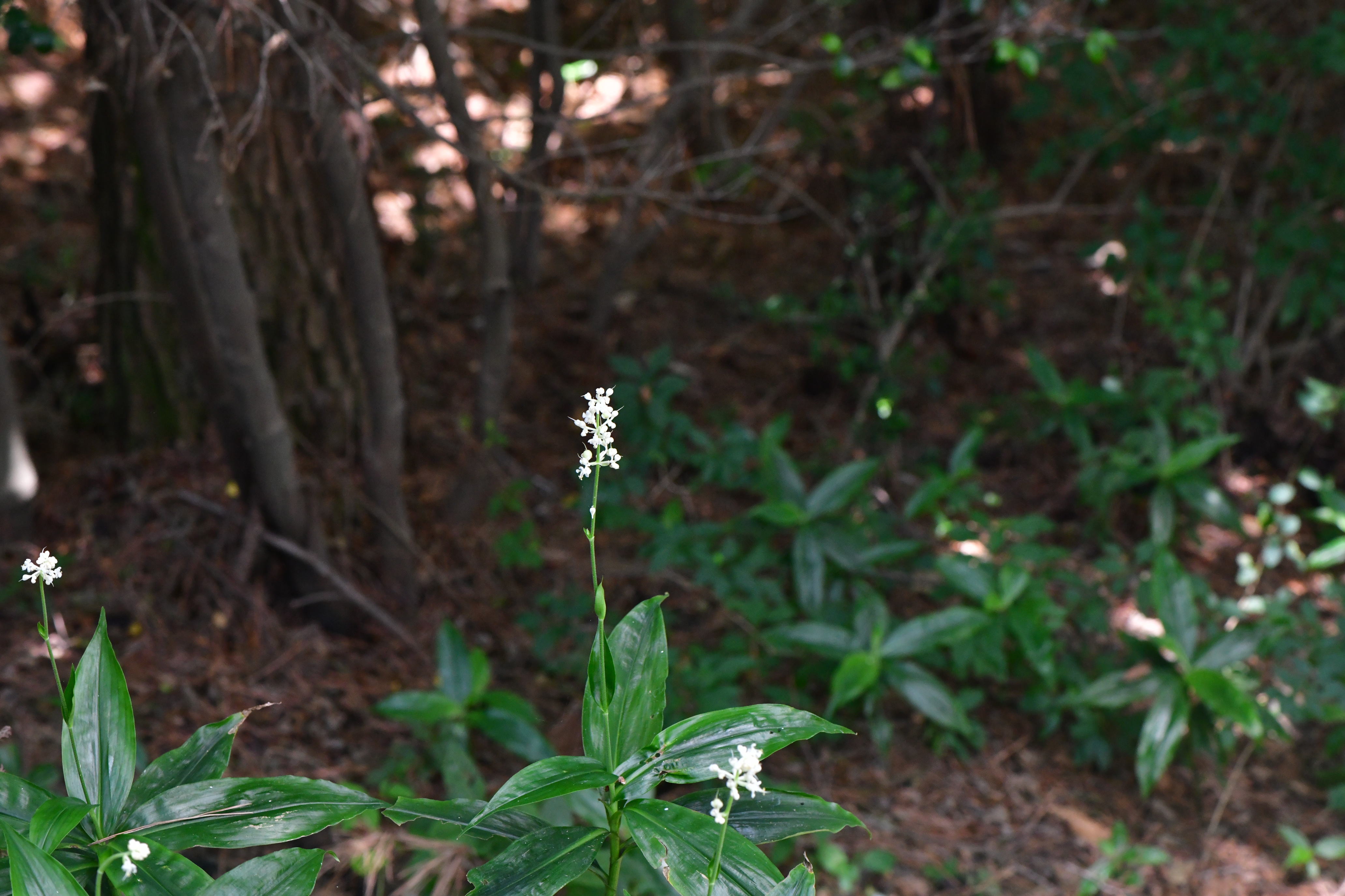 DSC_2968.JPG
