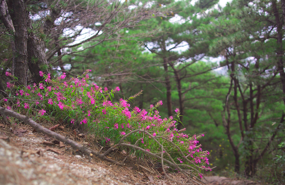 꽃며느리GR842604.jpg