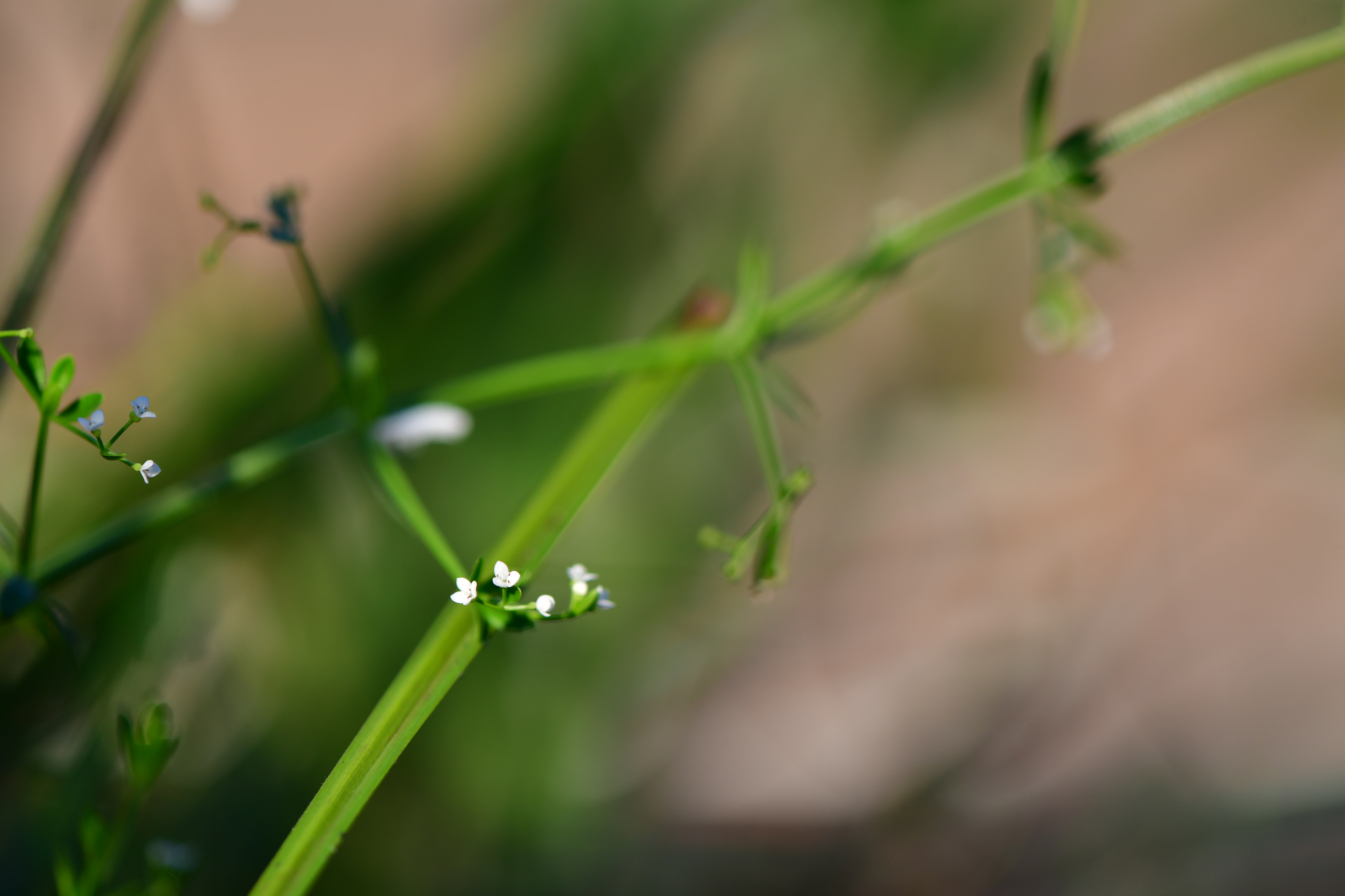 DSC_1473.JPG