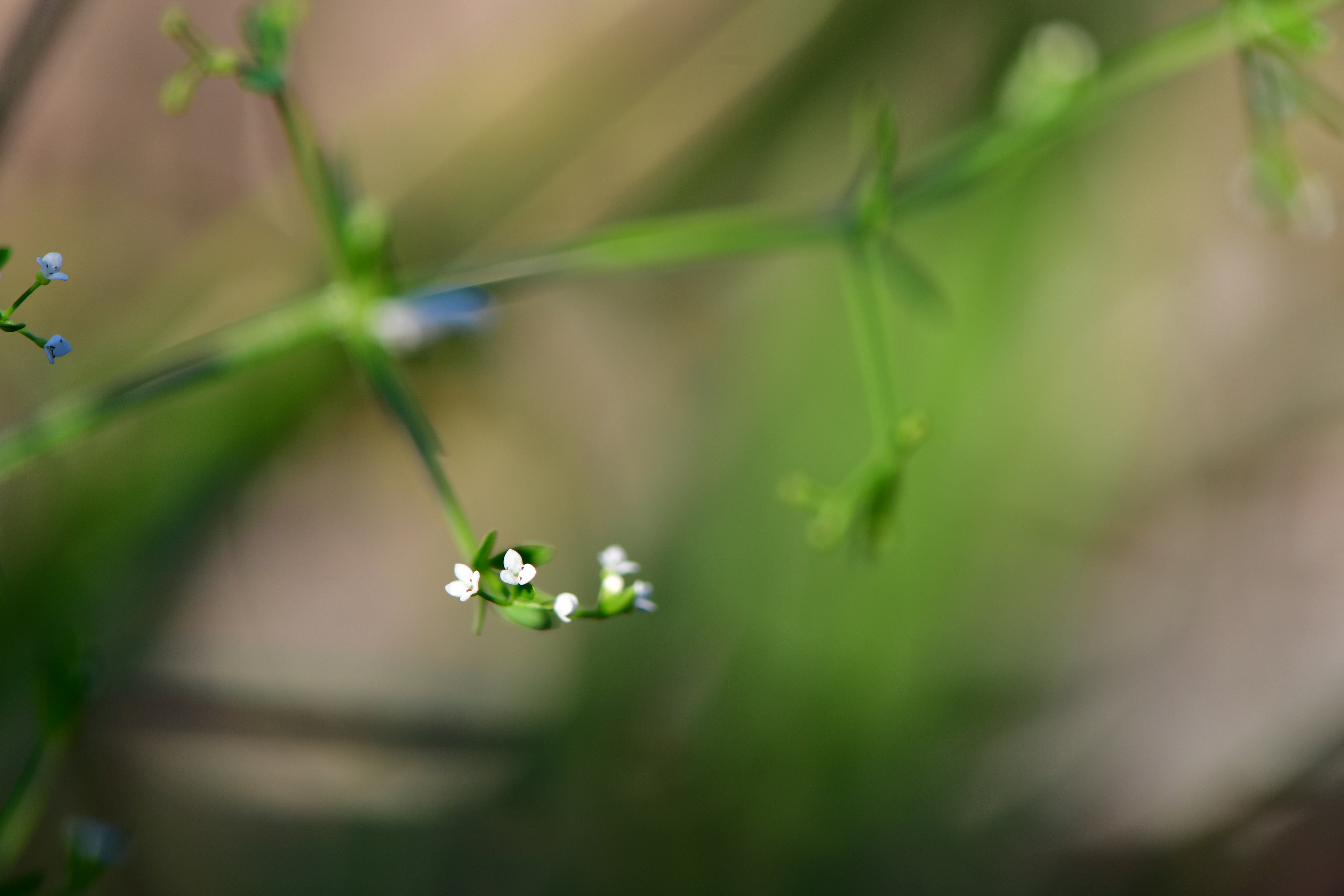 DSC_1474.JPG