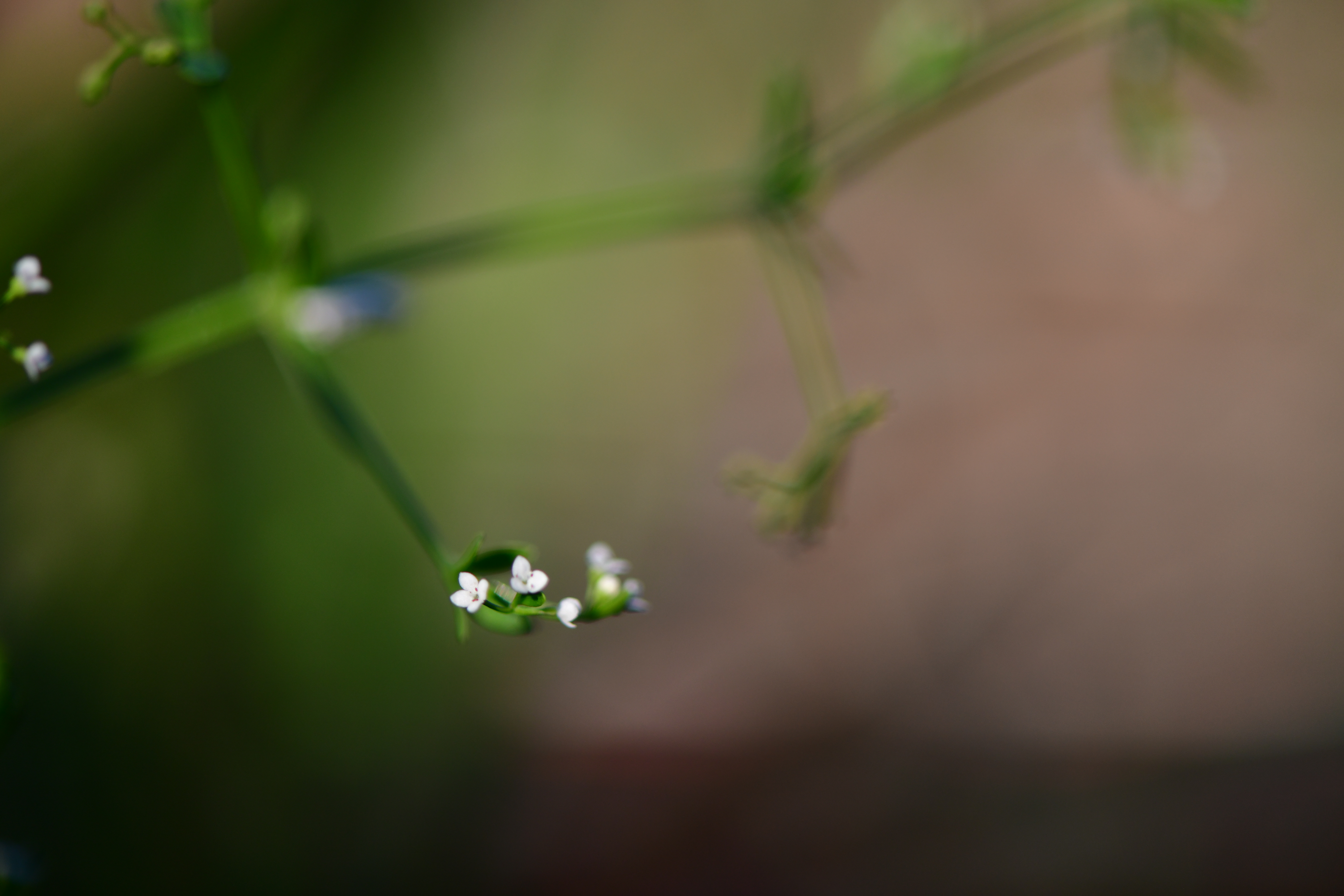 DSC_1475.JPG