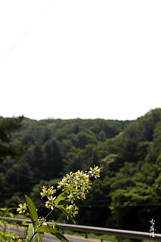 좁쌀풀6381.jpg