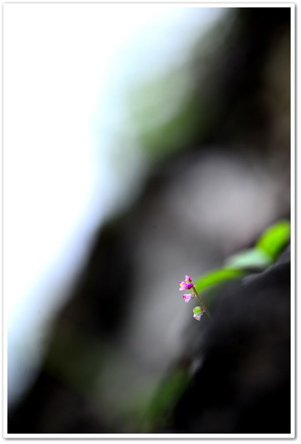 DSC_0068-1.jpg