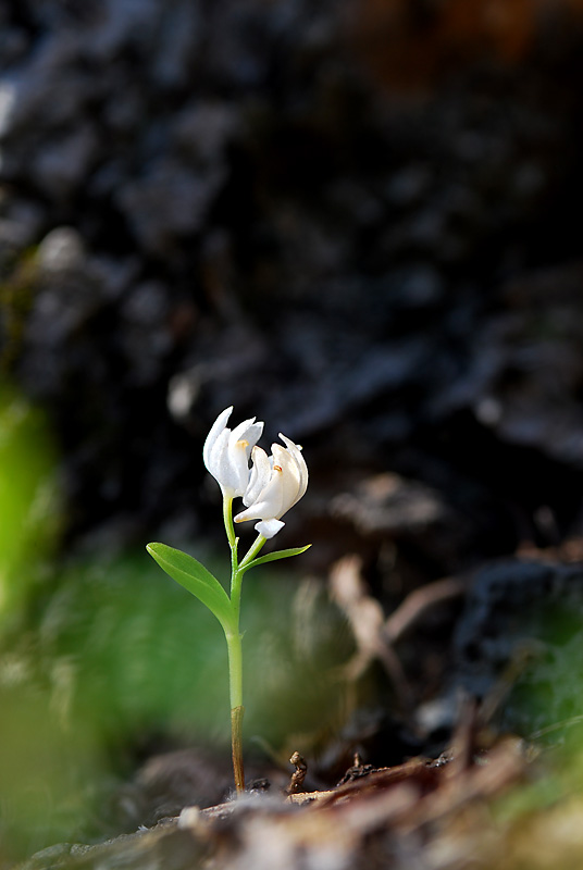 DSC_0150-1.jpg