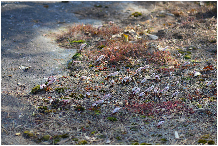 DSC_0238.jpg